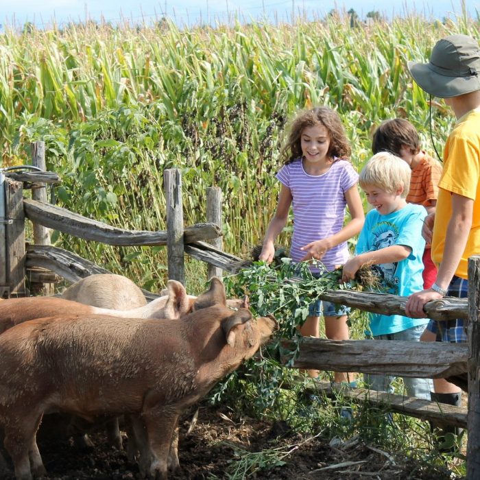 Nourrir-les-cochons-a-la-ferme_web