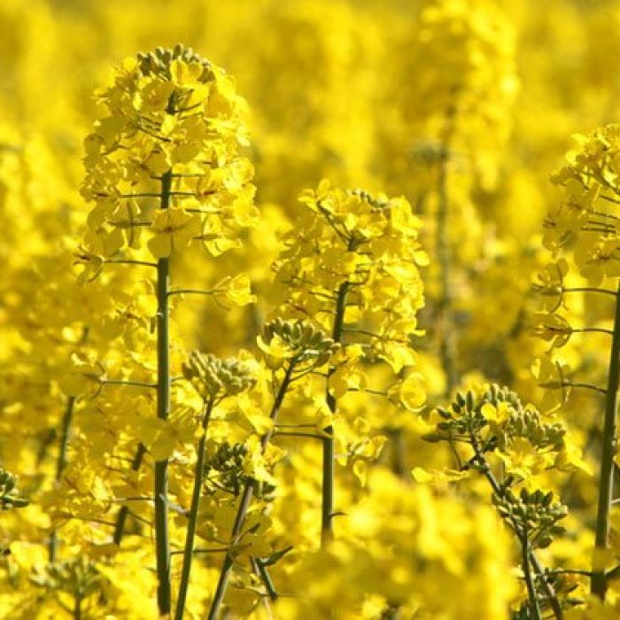 quebec_preserver_canola_bio